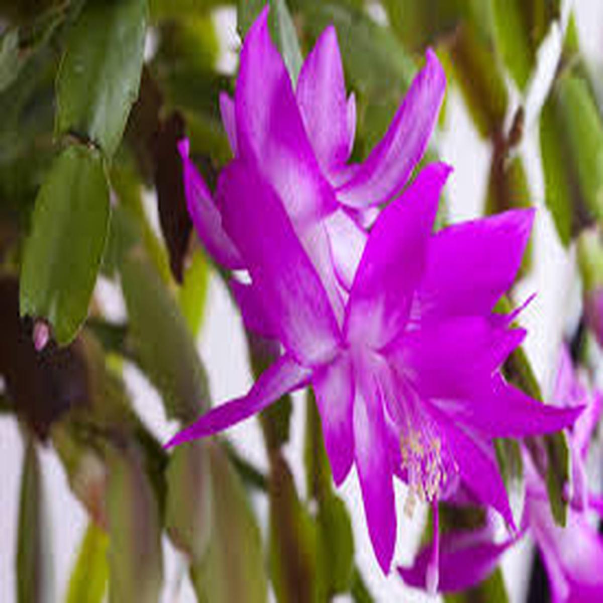 Zygocactus Purple Flower Seeds for Planting Shade Tolerant, Heirloom & Non-GMO