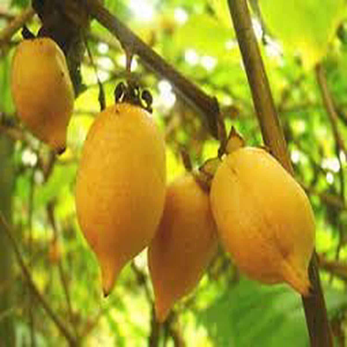 Actinidia Polygama fruit seeds for planting - Heirloom & Non-GMO Garden seeds