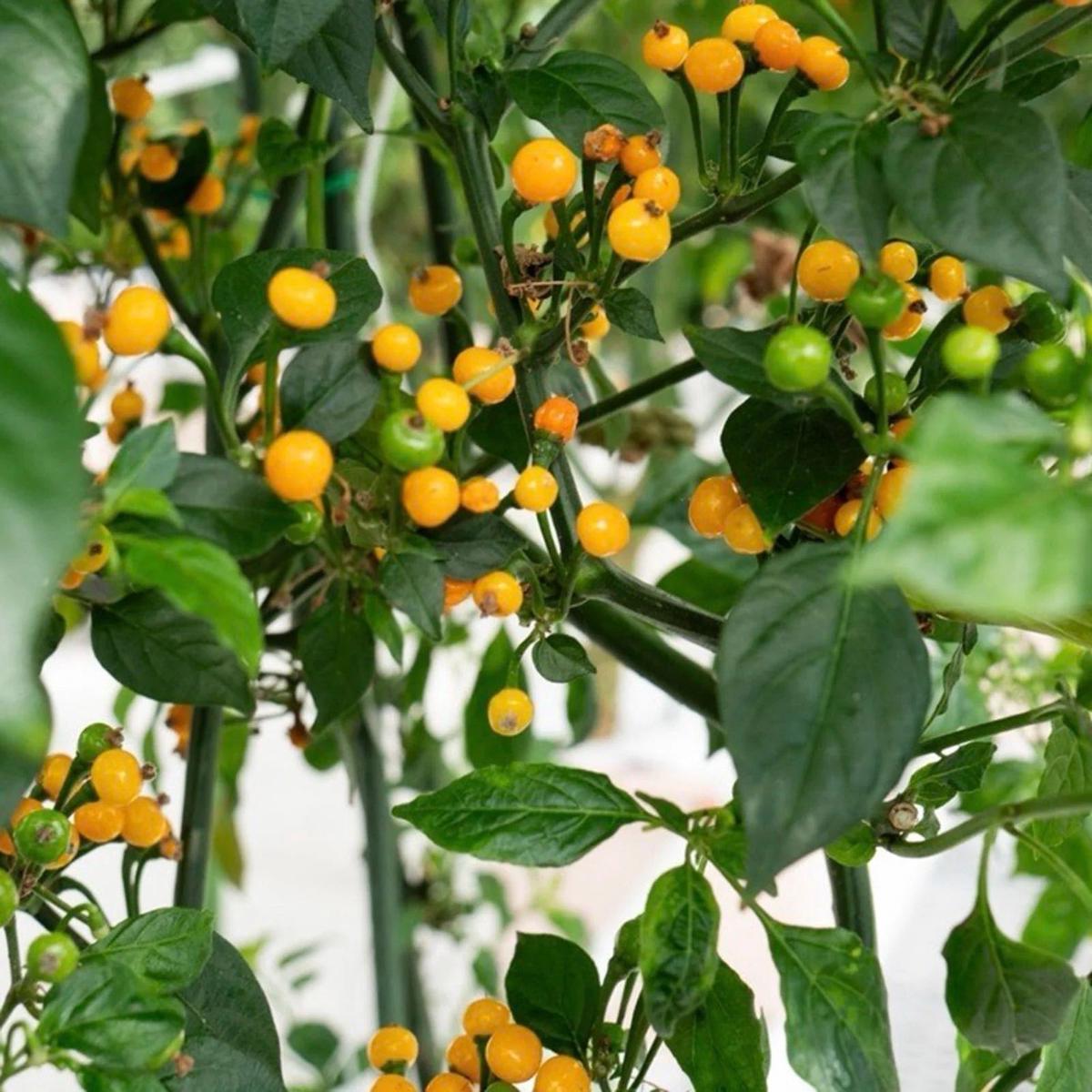 Aji Dulce Yellow Round Pepper Seeds  Heirloom Non-GMO Mild Sweet Chili Seeds for Planting