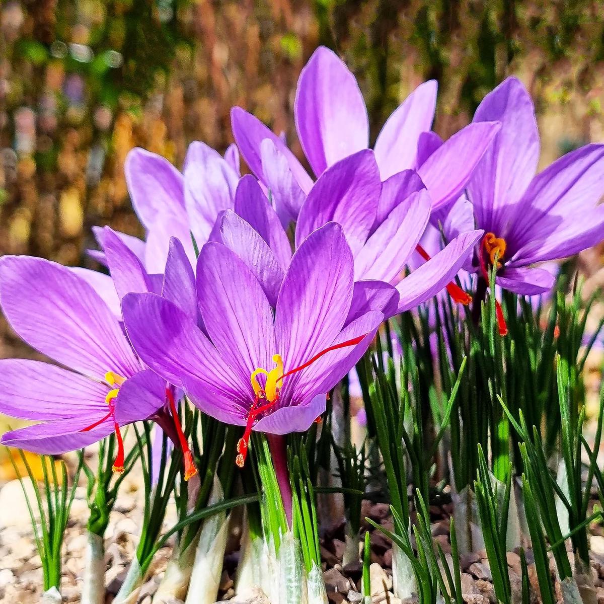Mixed Crocus Flower Seeds for Planting  Heirloom, Non-GMO, High Germination Organic Garden Seeds