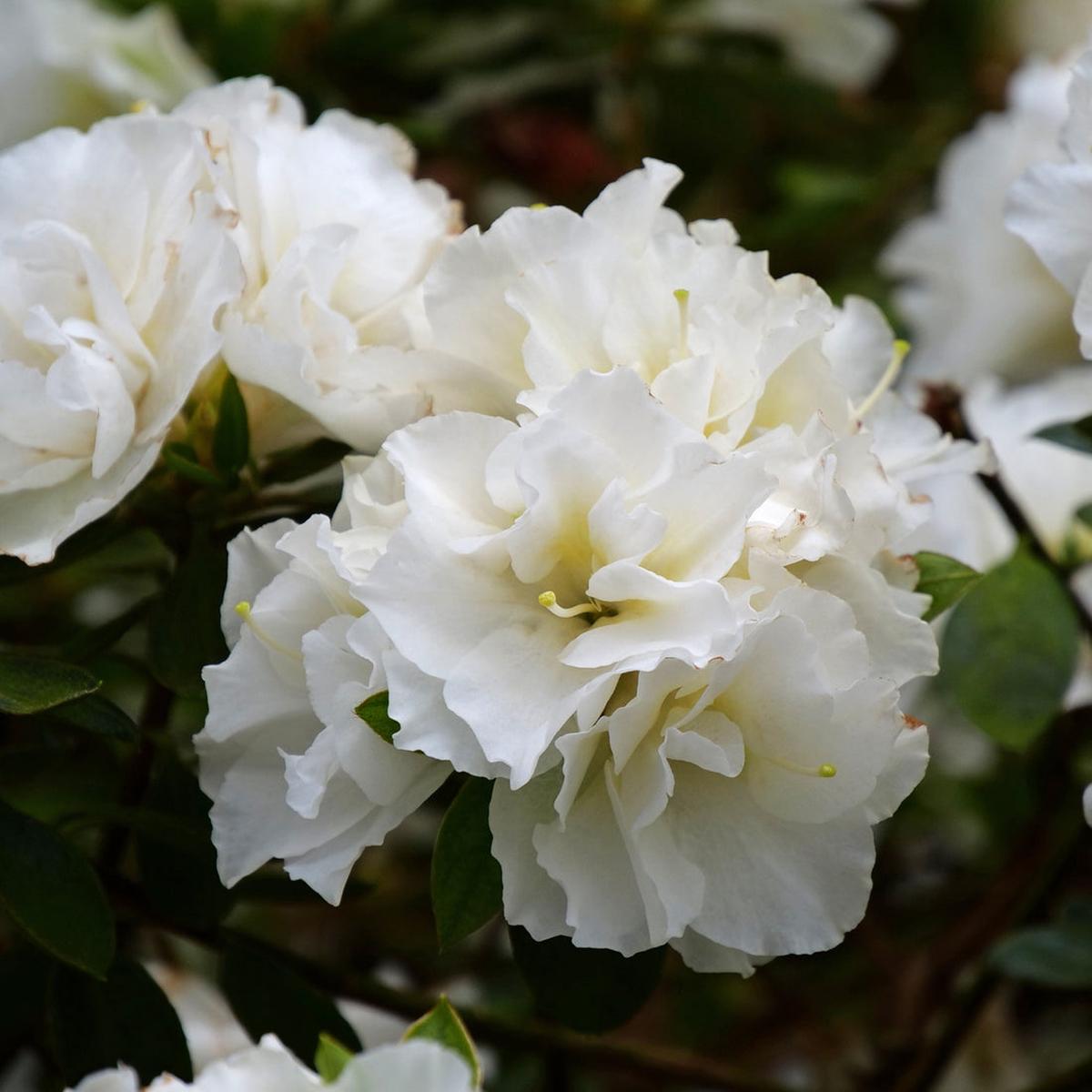 White Azalea Flower Seeds for Planting  Heirloom, Non-GMO Hardy Organic Garden Seeds