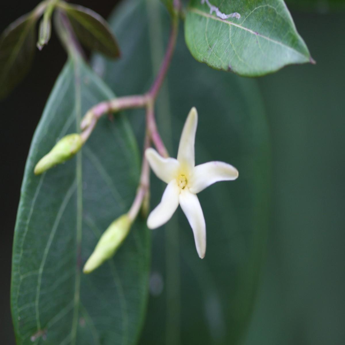 White Cryptolepis Flower Seeds for Planting  Heirloom Non-GMO, High Germination Organic Garden Seeds