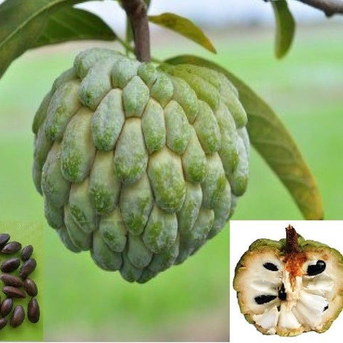 Annona Squamosa fruit seeds for planting  Heirloom & Non-GMO garden seeds, sweet nutrient-rich tree variety