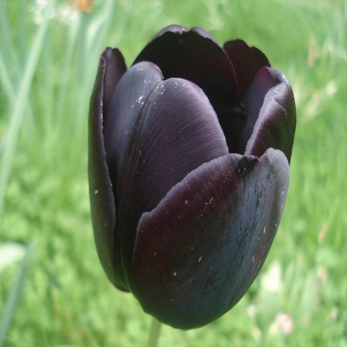 Black Tulip Flower Seeds for Planting  Heirloom, Non-GMO, High Germination Organic Garden Seeds
