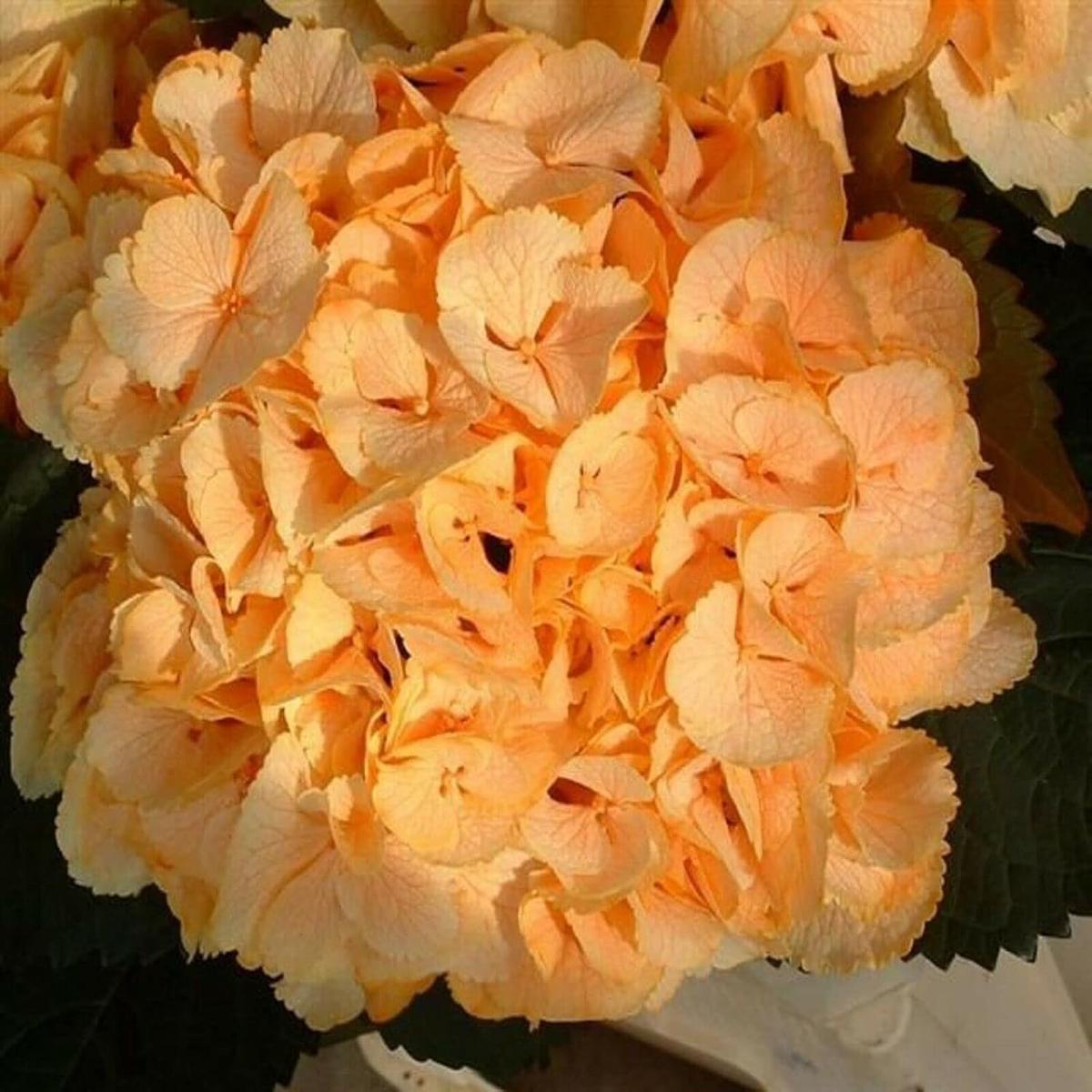 Light Orange Hydrangea Flower Seeds for Planting Heirloom, Non-GMO, High Germination Organic Garden Seeds