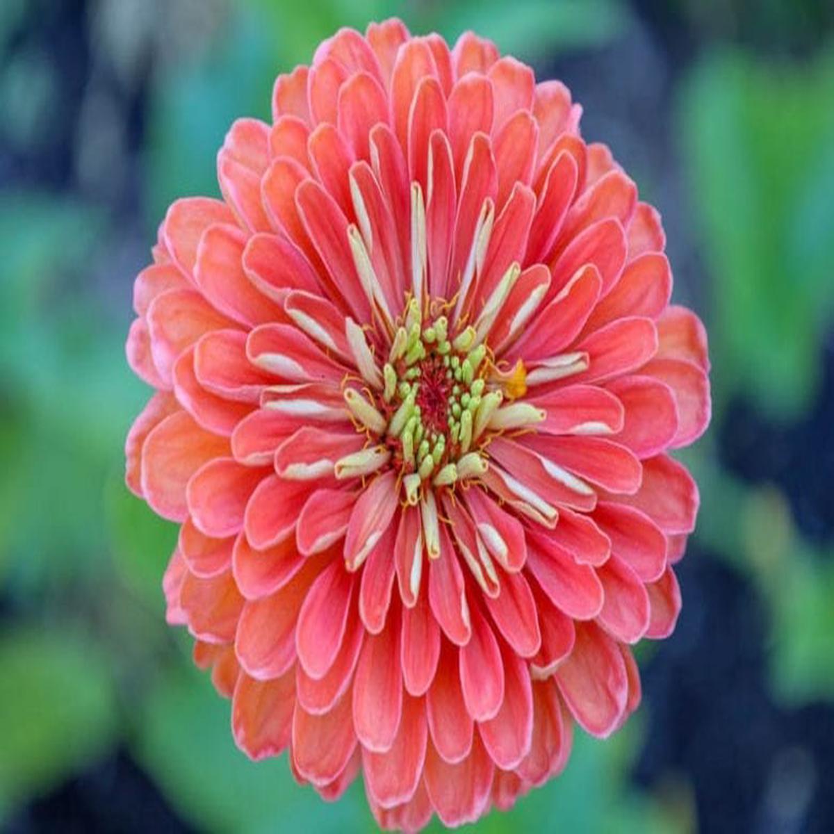 Zinnia Salmon Queen Flower Seeds for Planting  Cut Flower Favorite, Heirloom & Non-GMO for Home Garden