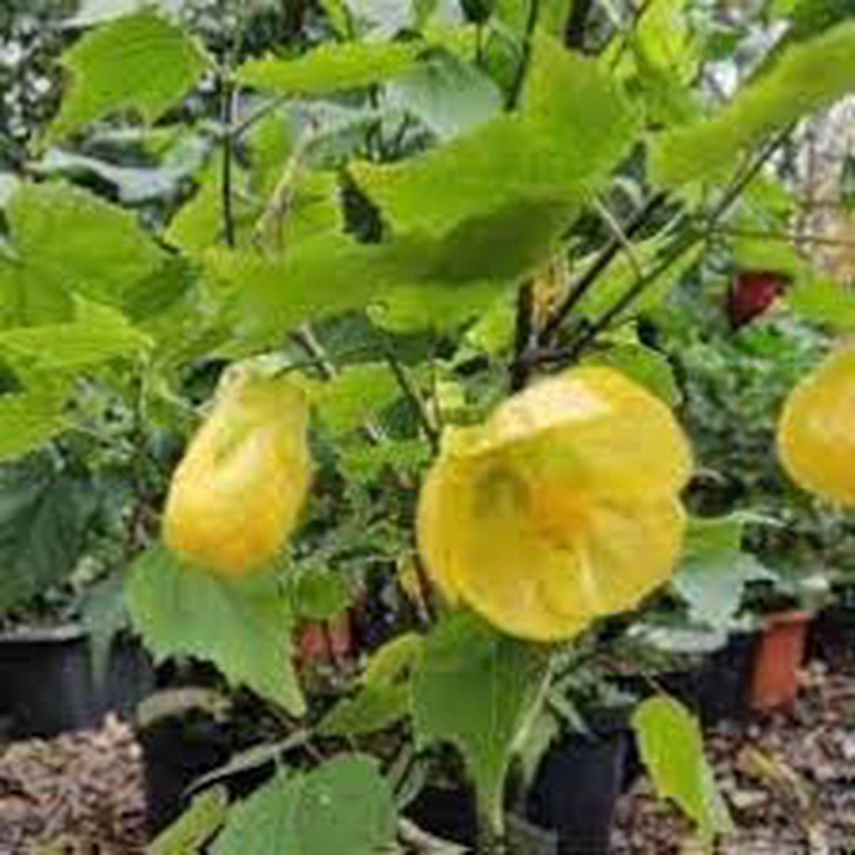 Abutilon Striatum Flower Seeds for Planting Heirloom, Non-GMO, High Germination Organic Garden Seeds