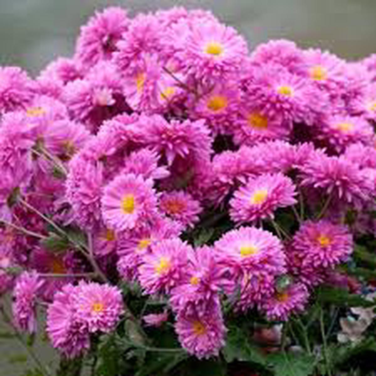 Acanthifolia Flower Seeds for Planting Fragrant Blossoms, Heirloom, Non-GMO & High Germination Seeds