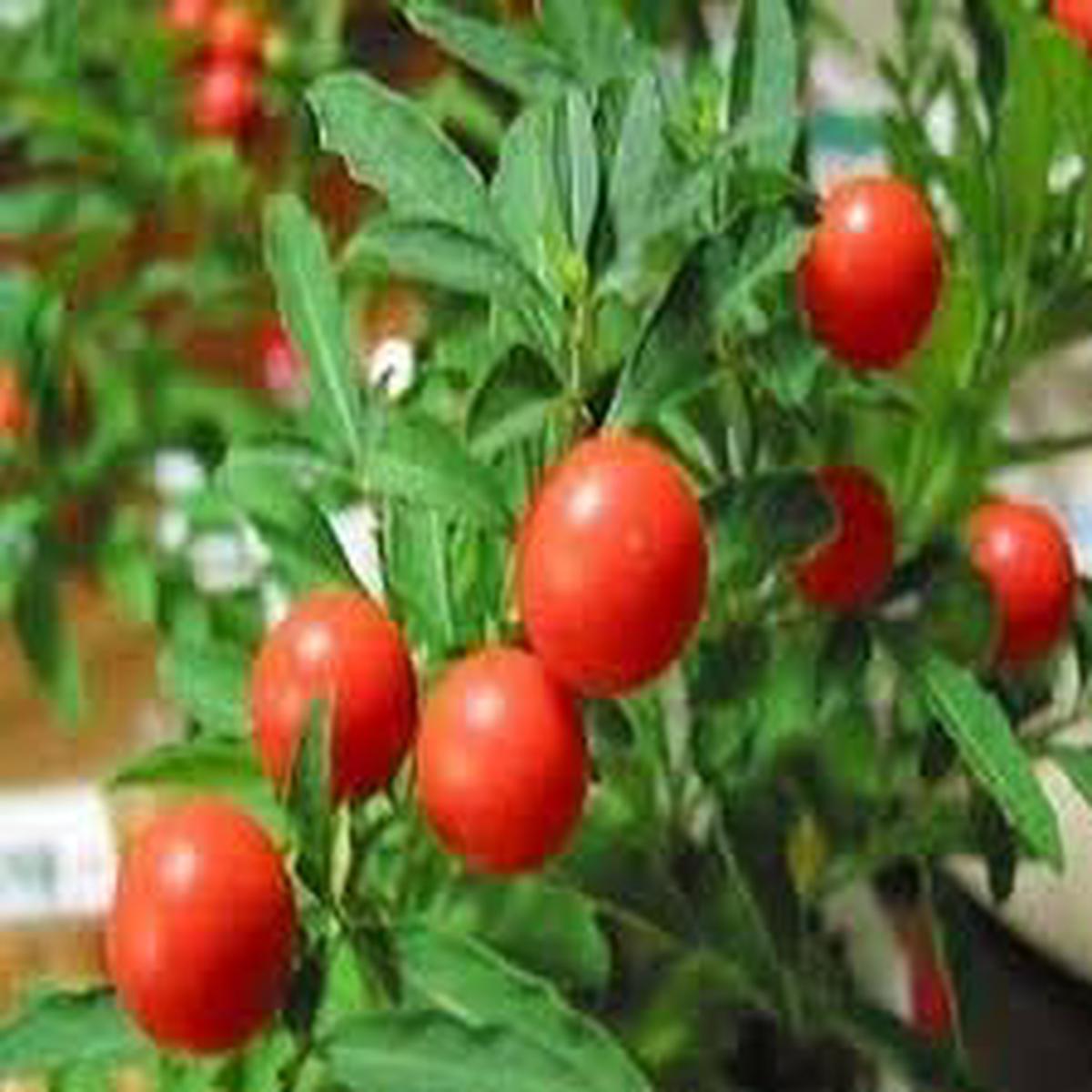 Ashwagandha herb seeds for planting Heirloom & Non-GMO garden seeds, medicinal plant for wellness and vitality