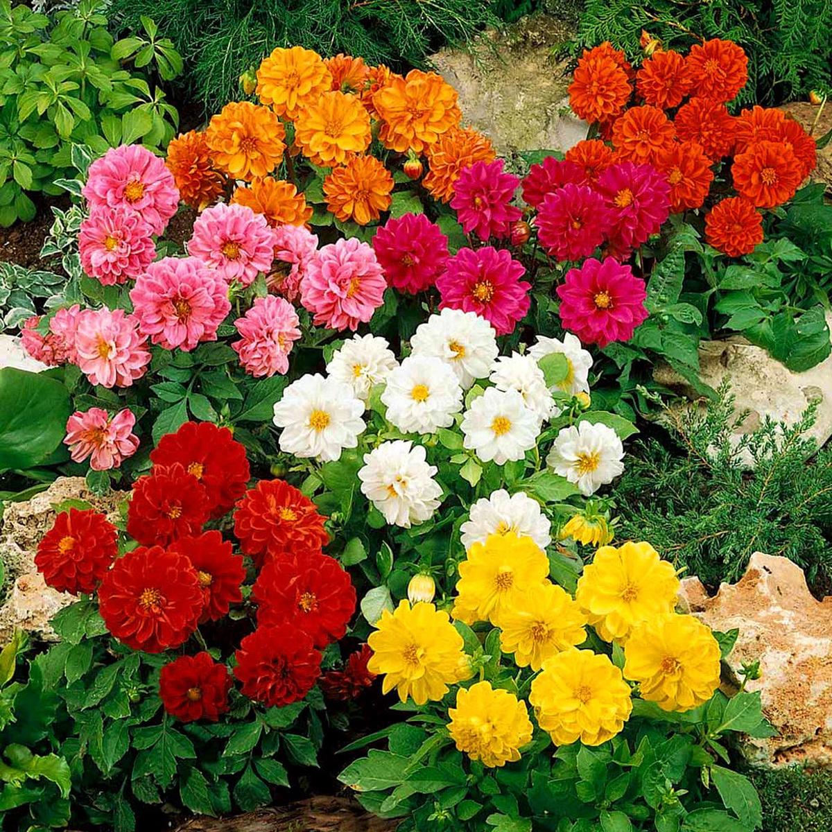 Mixed Dahlia Flower Seeds for Planting Low Maintenance, Heirloom, Non-GMO, High Germination Organic Garden Seeds