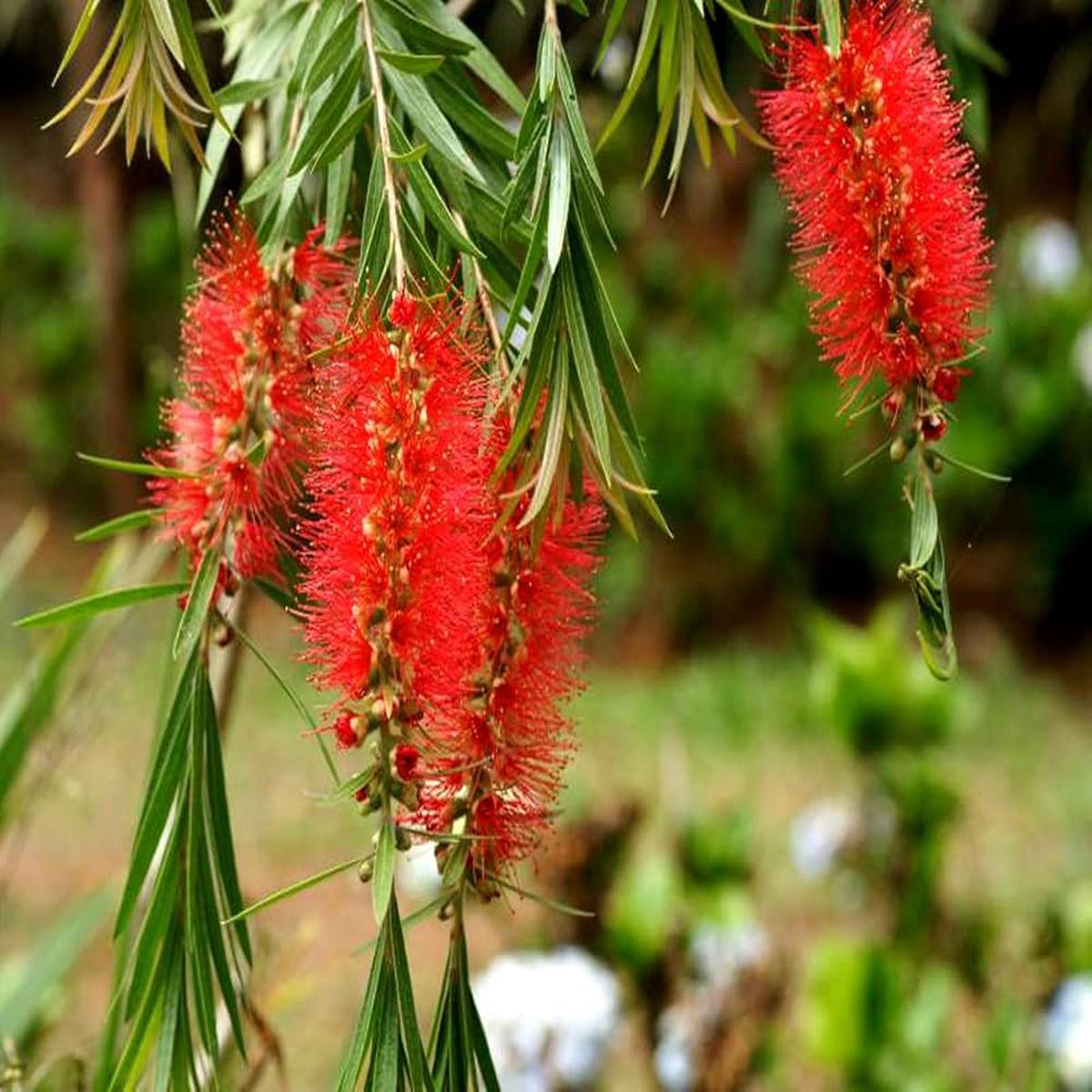 Red Callistemon Plant Seeds  Vibrant Flowering Shrub Seeds for Home Garden
