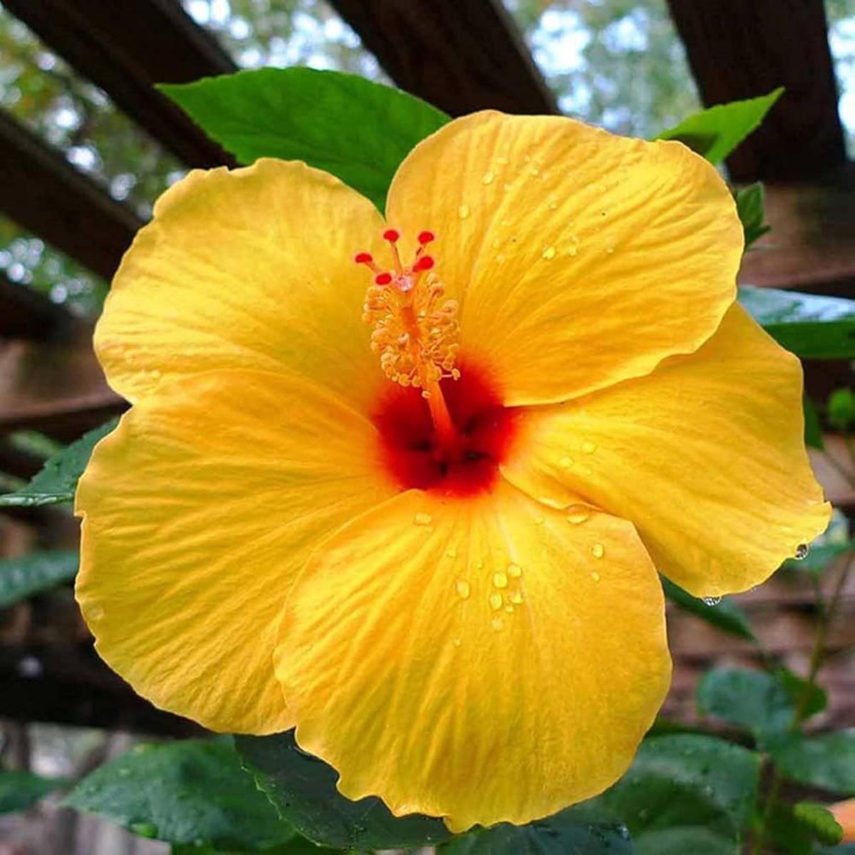 Yellow Hibiscus Flower Seeds for Planting Heirloom, Non-GMO, Premium Organic Garden Seeds