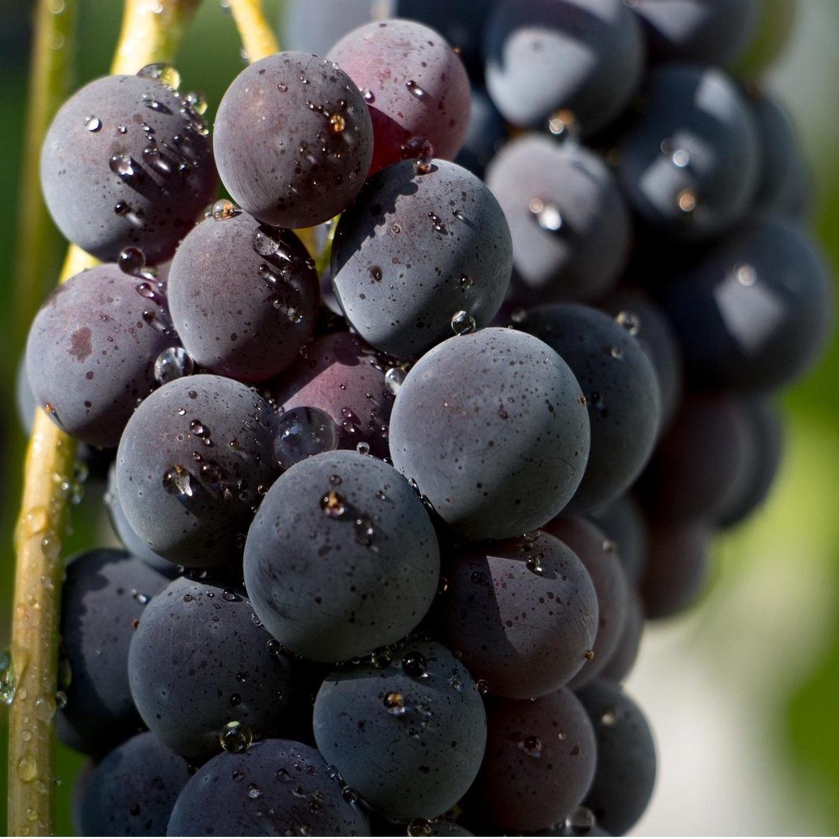 Black Brazilian Grape Fruit seeds  Heirloom, Non-GMO Seeds for Planting Unique Juicy Vine Fruits
