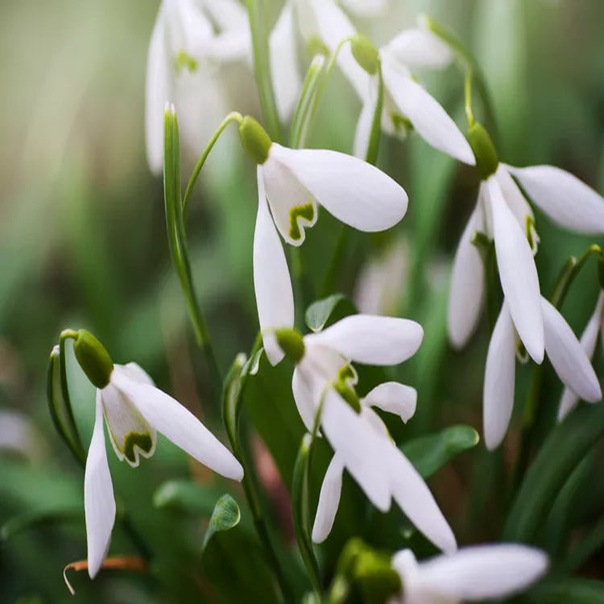 Galanthus Flower Seeds for Planting Sun Loving Heirloom Non-GMO Organic Garden Seeds