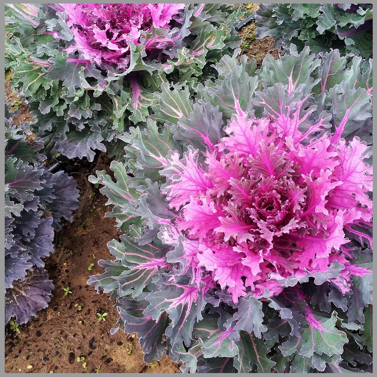Purple Kale Flower Seeds for Planting Easy-Grow Heirloom, Non-GMO, High Germination Garden Seeds