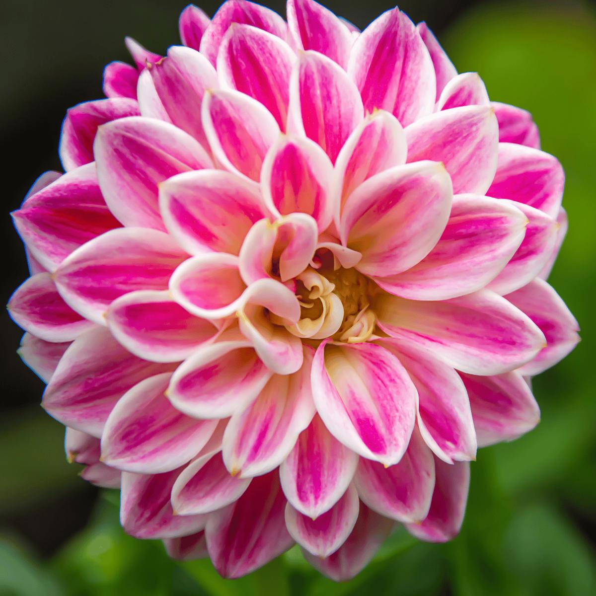 Zinnia White Pink Flower Seeds for Planting Heirloom, Non-GMO, High Germination Organic Garden Seeds