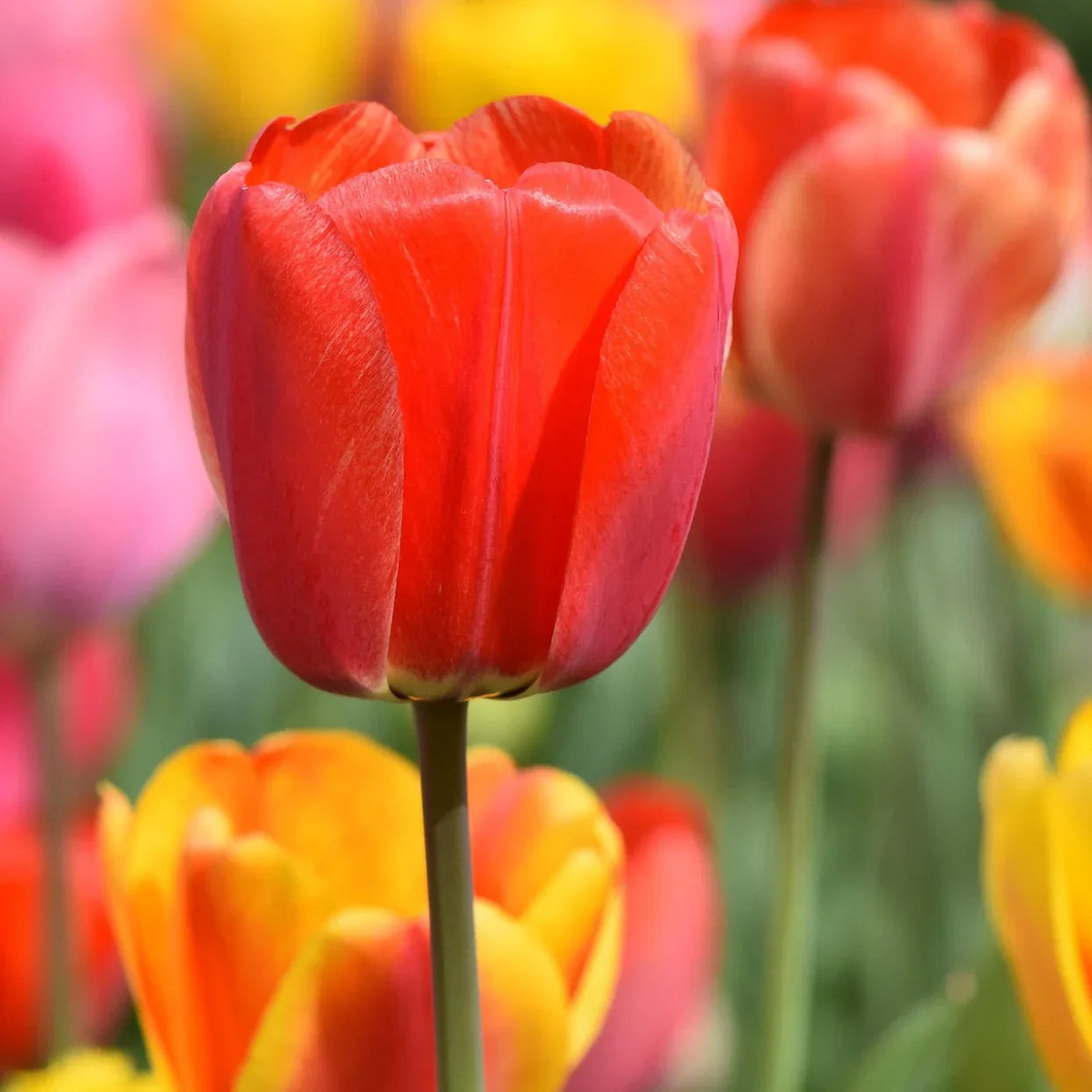 Tulip Flower Seeds for Planting  Heirloom Non-GMO High Germination Organic Garden Seeds