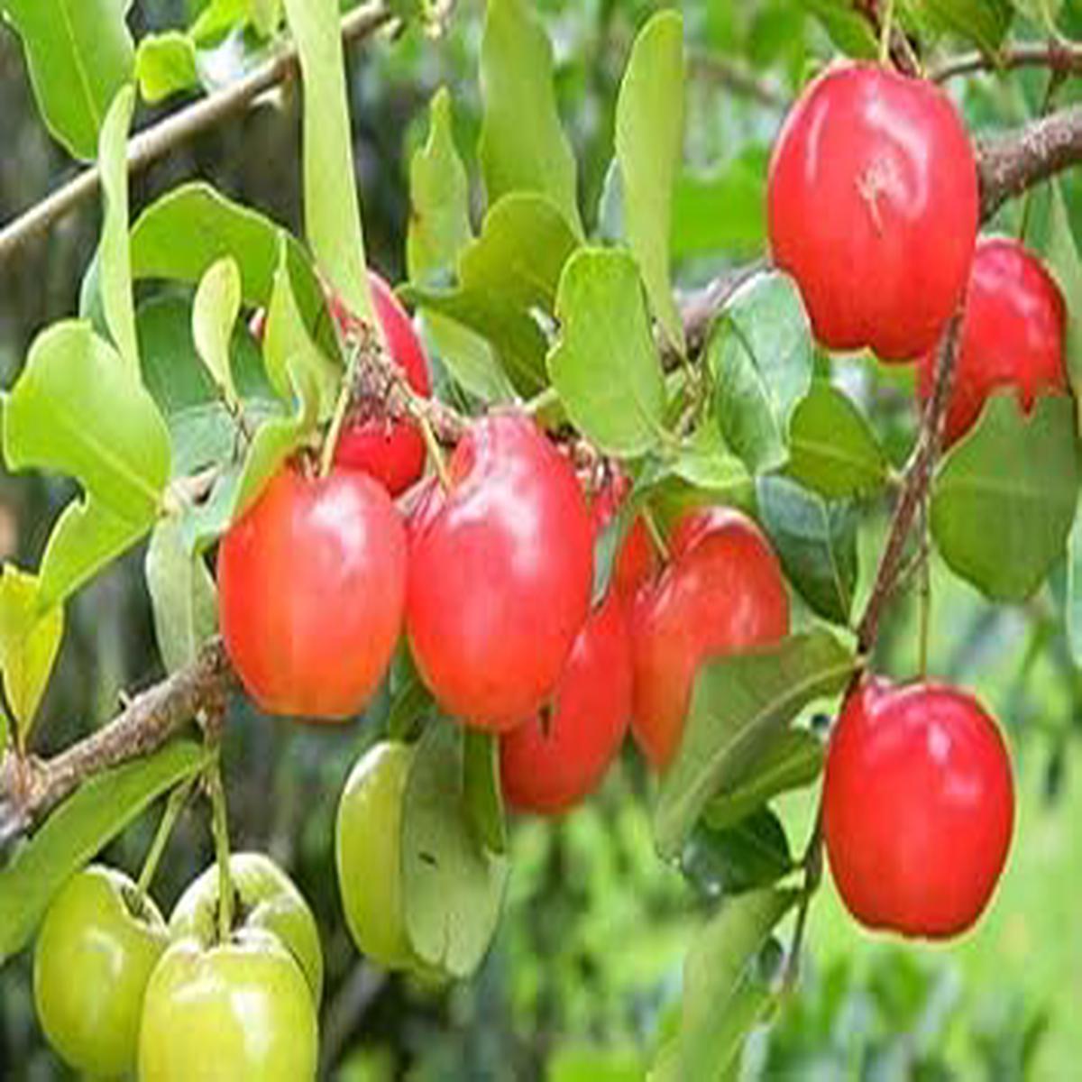 Barbados Cherry fruit seeds for planting Heirloom & Non-GMO Garden seeds