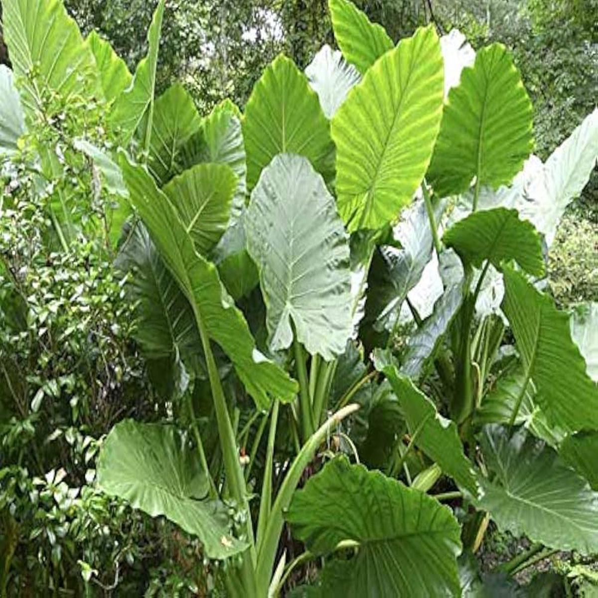 Alocasia Macrorrhiza Seeds for Planting  Heirloom & Non-GMO Tropical Plant Seeds for Exotic Garden Foliage