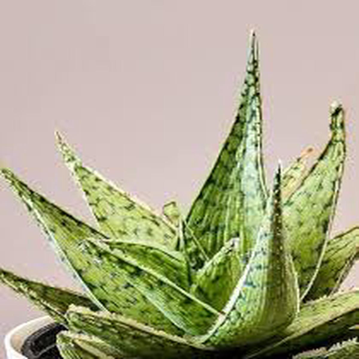 Aloe Vera White Green for Planting Heirloom, Pollinator Friendly & Non-GMO Garden Seeds