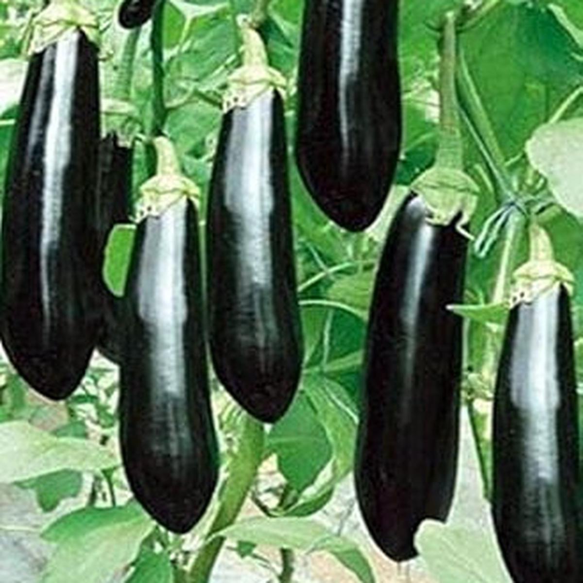 Black Eggplant fruit seeds for planting - Heirloom & Non-GMO garden seeds, sweet and tender variety