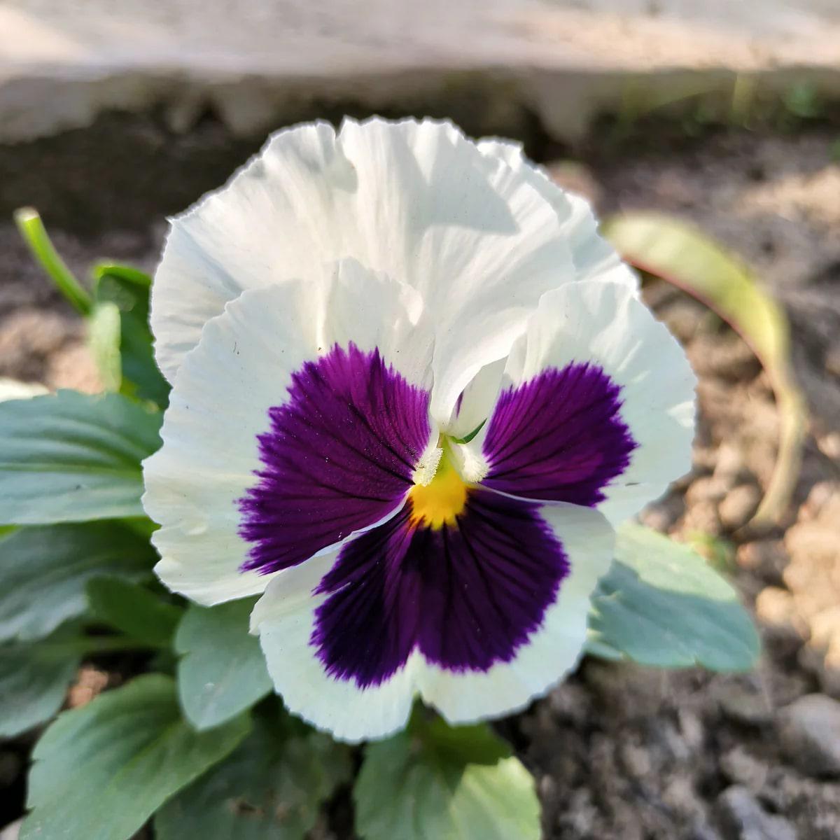 Violet White Pansy Flower Seeds for Planting Heirloom, Non-GMO, Fragrant, High Germination