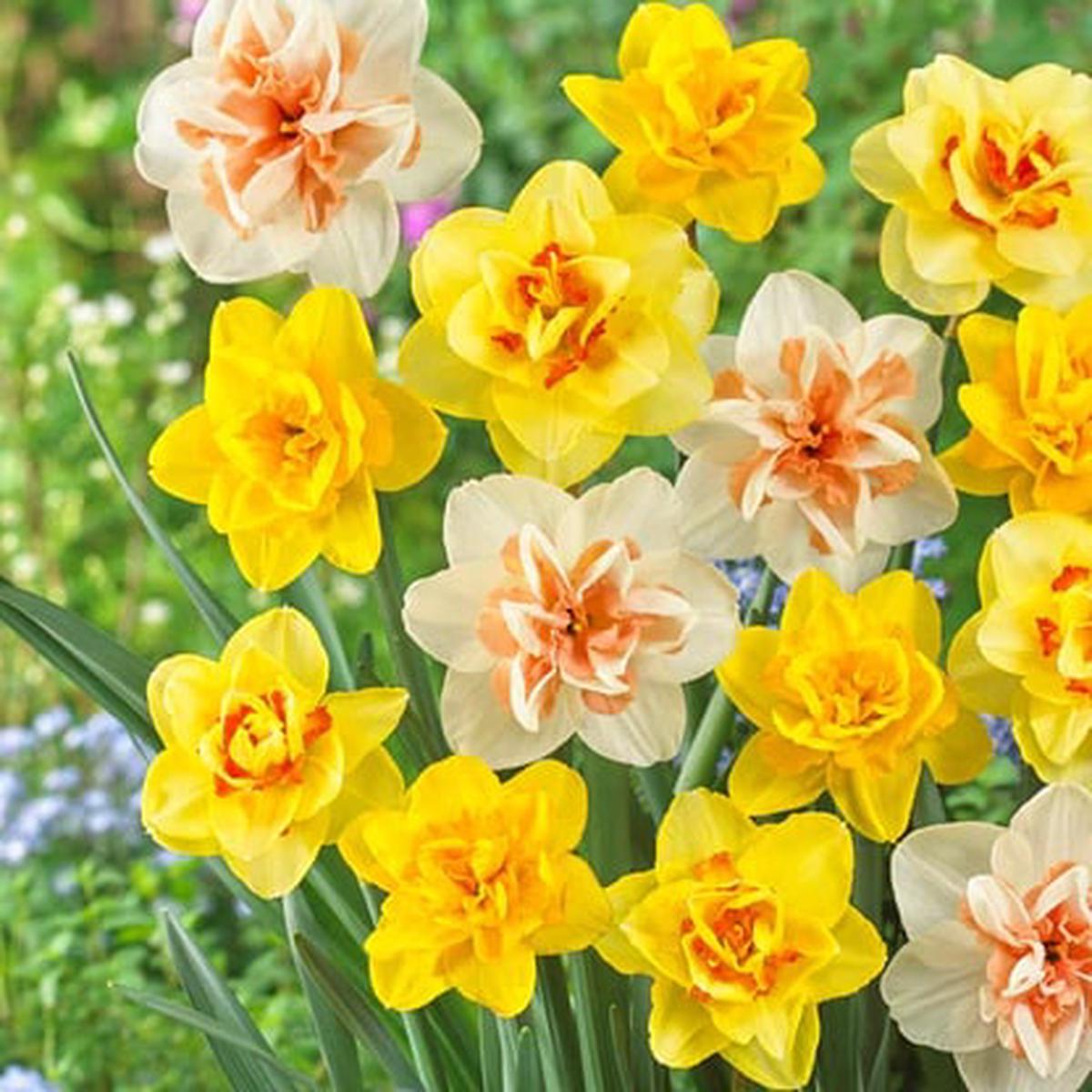 Mixed Double Narcissus Flower Seeds for Planting  Heirloom, Non-GMO, High Germination Garden Seeds