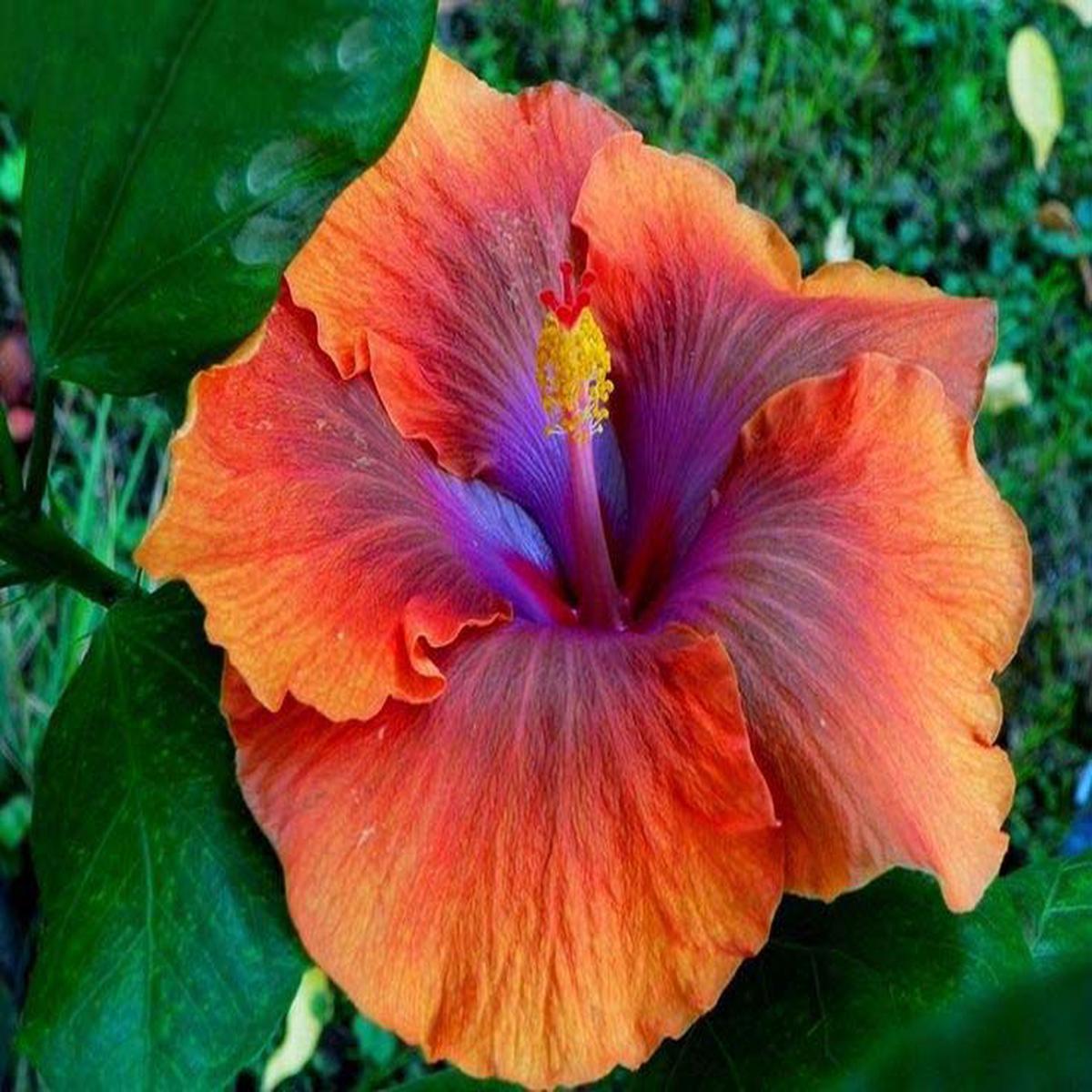 Blue Orange Hibiscus Flower Seeds for Planting Heirloom, Non-GMO, Long Bloom Organic Garden Seeds with High Germination
