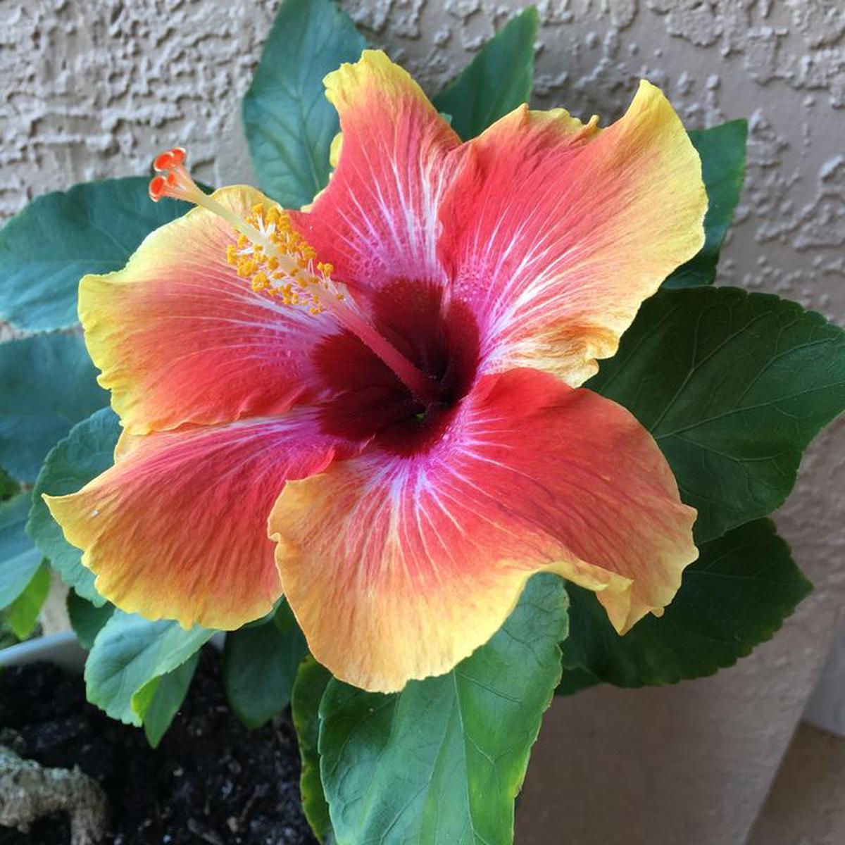Hibiscus Flower Seeds for Planting  Heirloom, Non-GMO, High Germination Organic Garden Seeds
