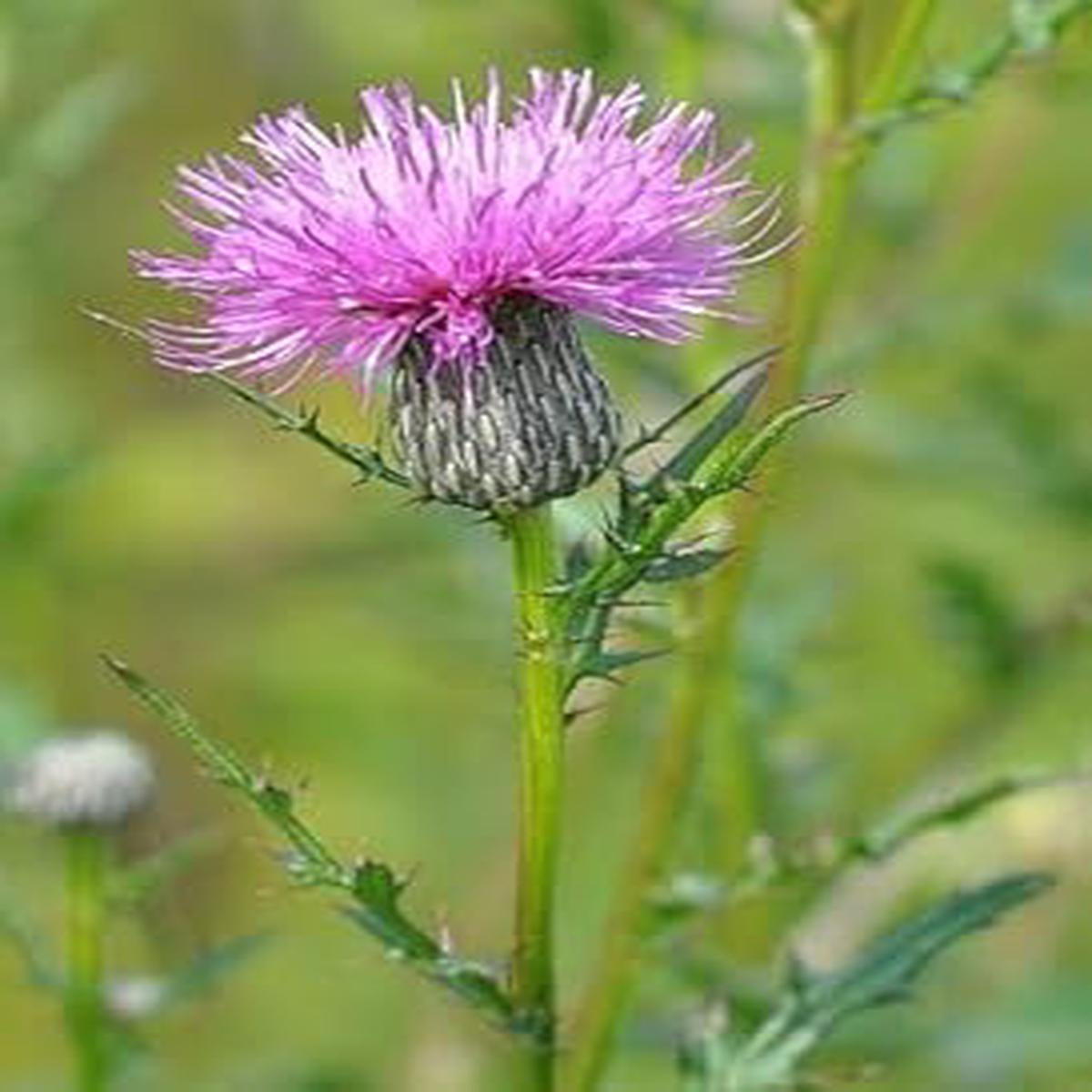 Cirsium Muticum Flower Seeds for Planting  Vibrant Colors, Heirloom, Non-GMO, High Germination