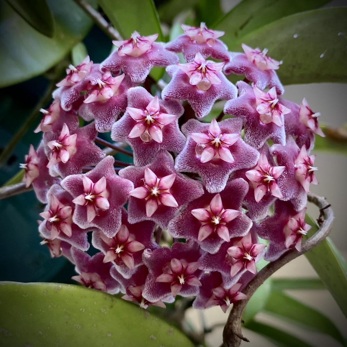 Maroon Hoya Flower Seeds for Planting Heirloom, Non-GMO, Hardy Organic Garden Seeds