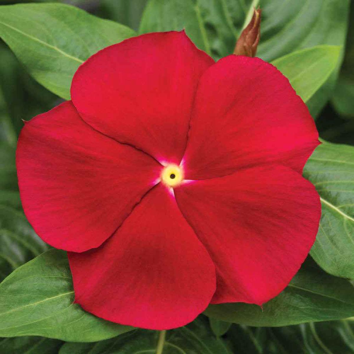 Red Vinca Rosea Flower Seeds for Planting Heirloom, Non-GMO, High Germination Organic Garden Seeds