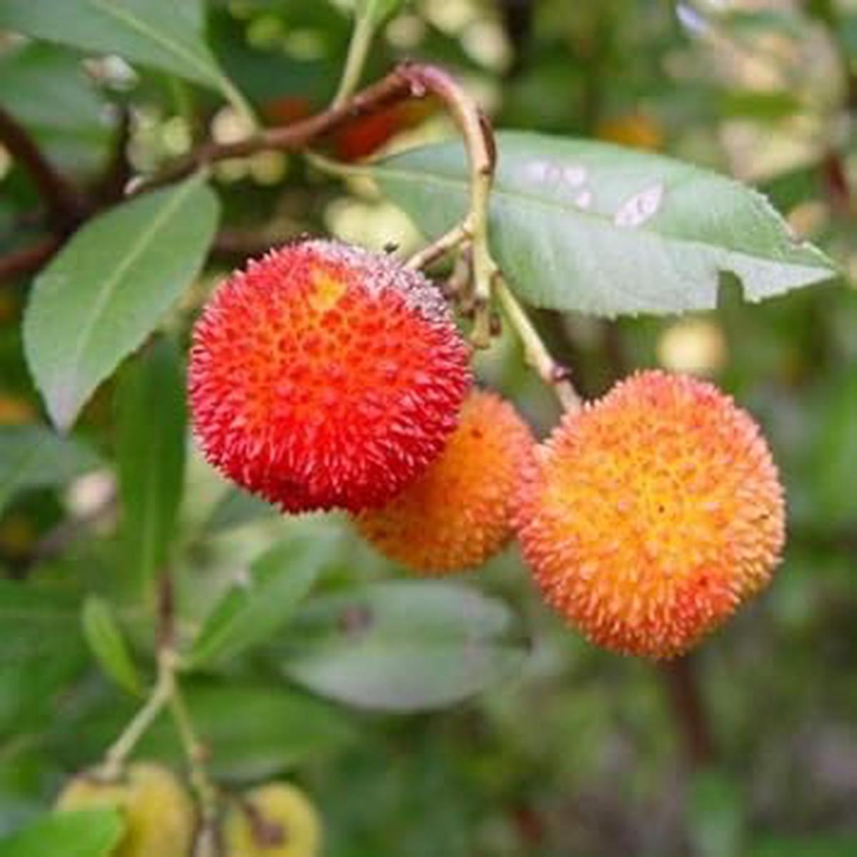 Bayberry fruit seeds for planting - Heirloom & Non-GMO Garden seeds, sweet aromatic orange berry variety