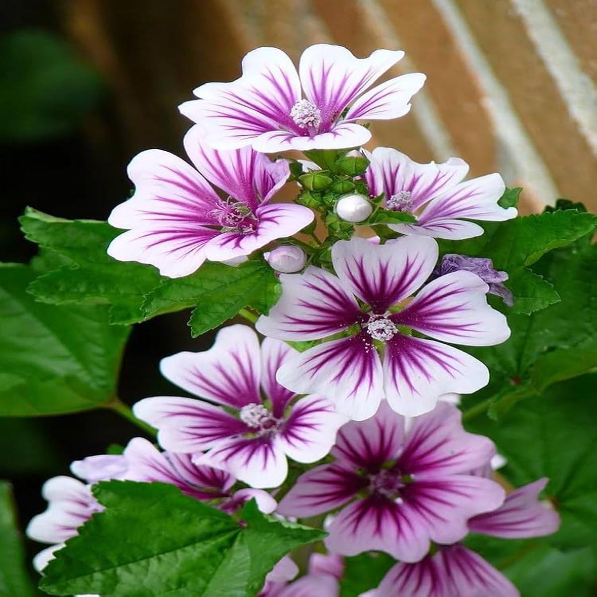 Mallow Flower Seeds for Planting Heirloom Non-GMO, High Germination Organic Garden Seeds for Borders