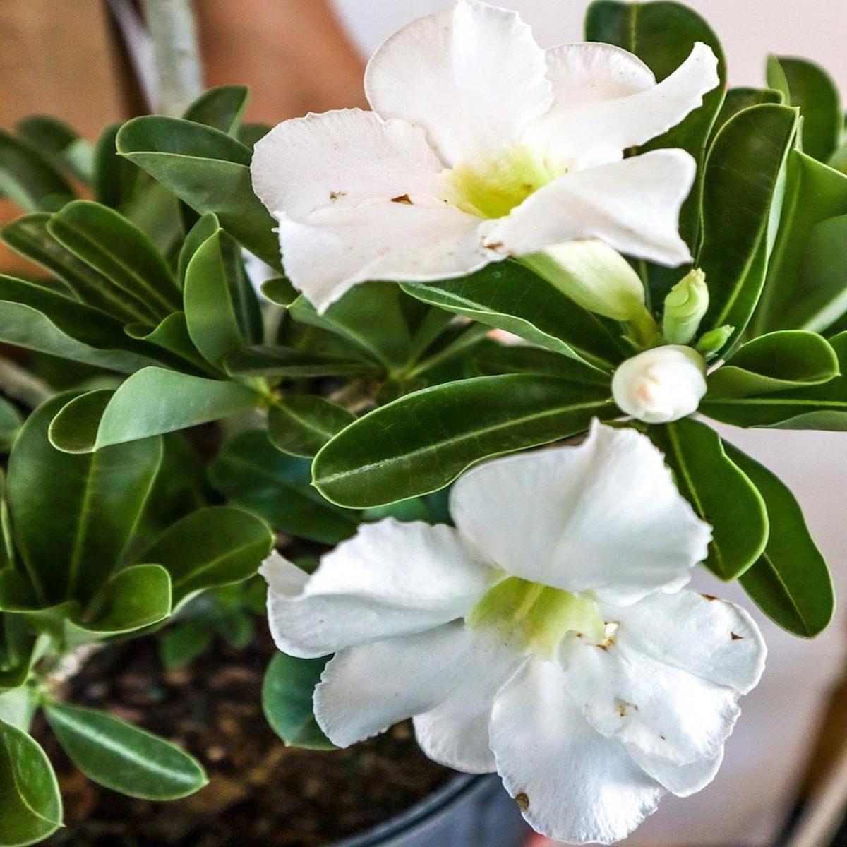 White Adenium Flower Seeds for Planting  Heirloom, Non-GMO, High Germination Organic Garden Seeds