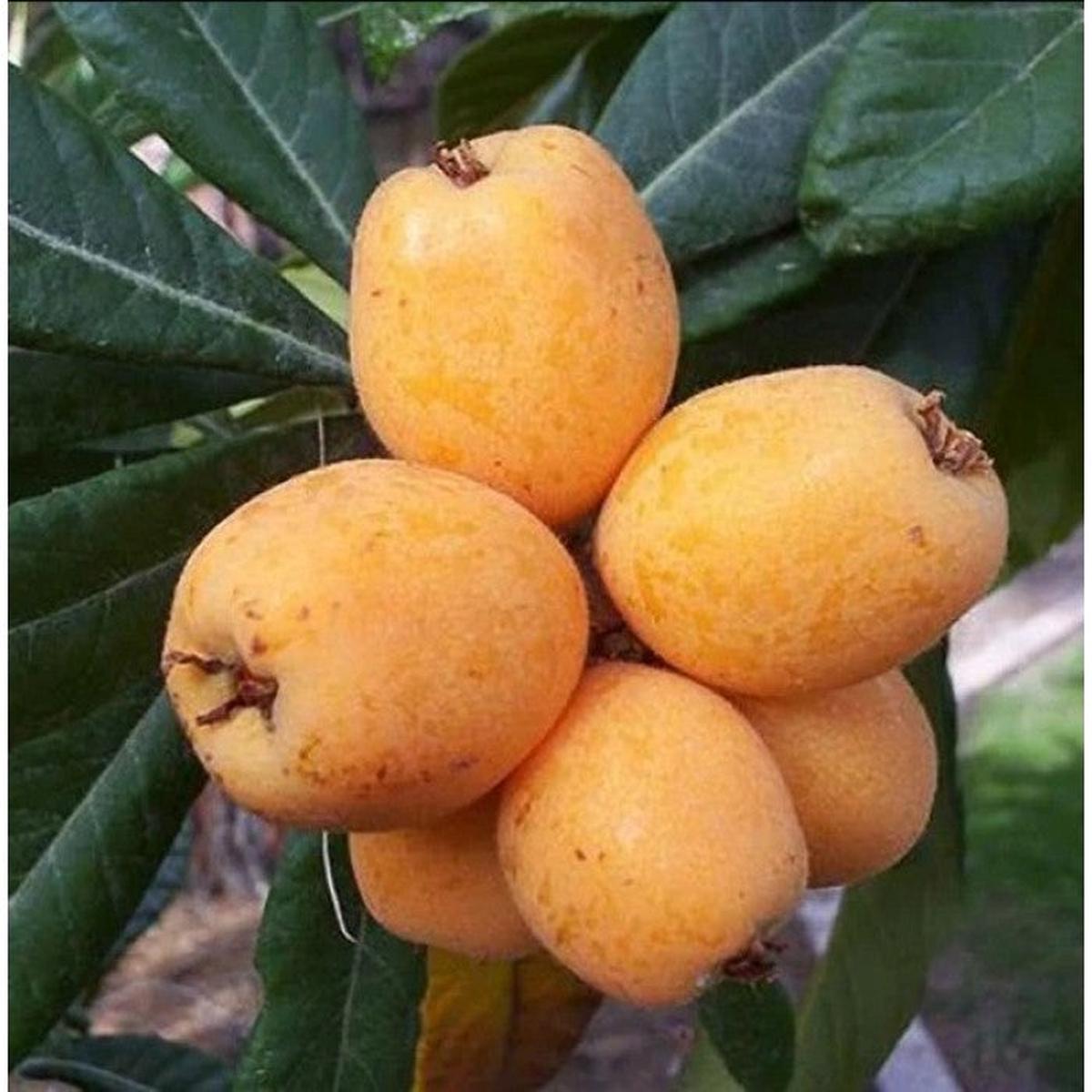 Big Jim Loquat fruit seeds for planting - Heirloom & Non-GMO garden seeds, rare variety for small garden trees