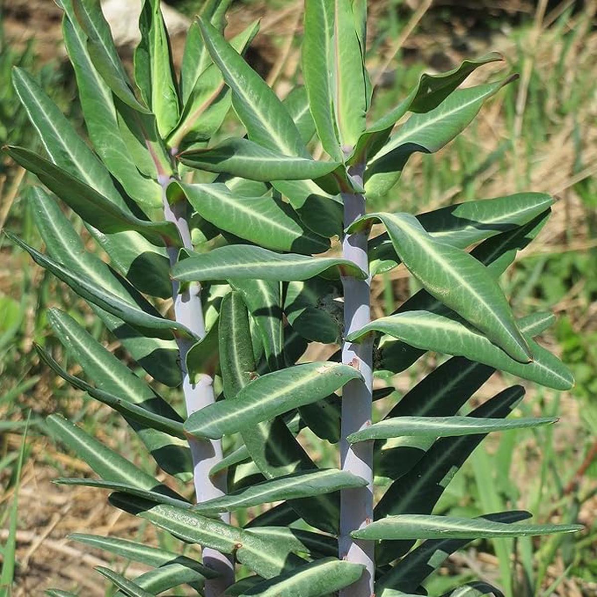Euphorbia Lathyris Flower Seeds for Planting  Heirloom, Non-GMO, Long Bloom Season Organic Garden Seeds