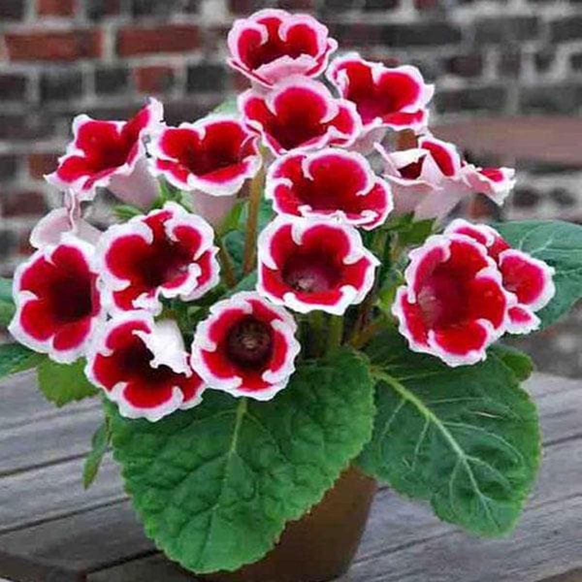 Red White Gloxinia Flower Seeds for Planting Heirloom Non-GMO High Germination Organic Garden Seeds