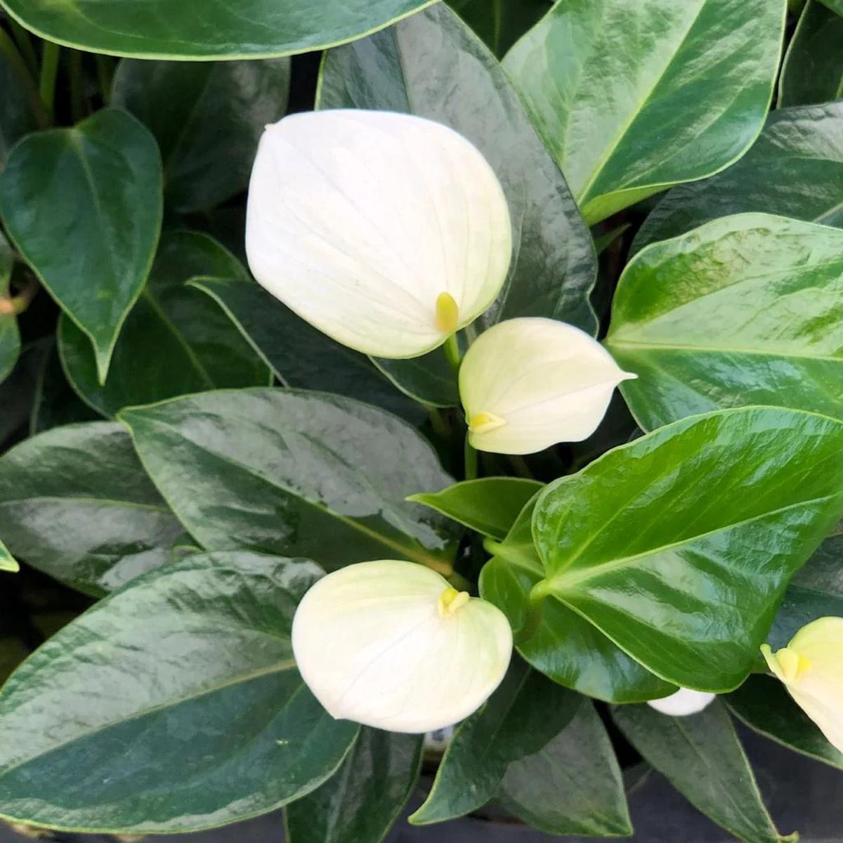 Anthurium Andraeanu White Flower Seeds for Planting  Heirloom, Non-GMO, High Germination Organic Garden Seeds