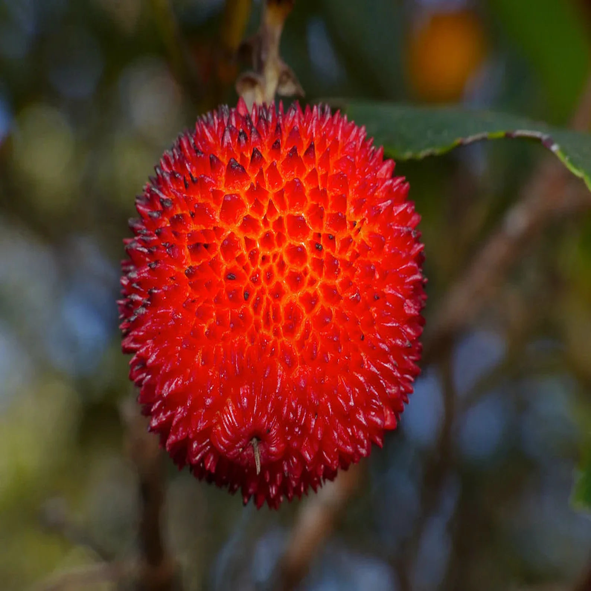 Arbutus Unedo Strawberry Tree seeds Heirloom, Non-GMO Evergreen Fruit Tree Seeds for Planting