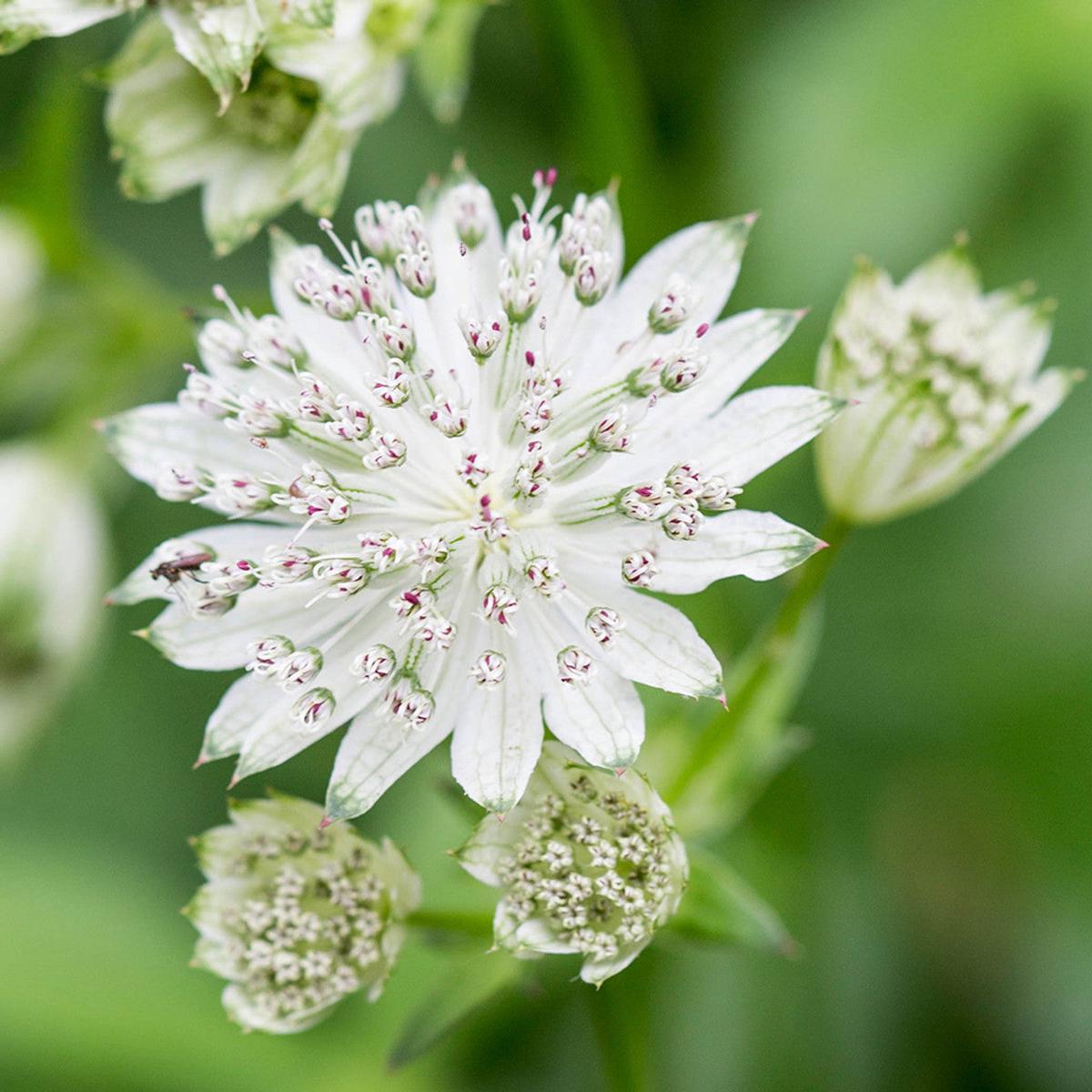 Astrantia Flower Seeds for Planting Heirloom, Non-GMO, Drought-Tolerant Organic Garden Seeds