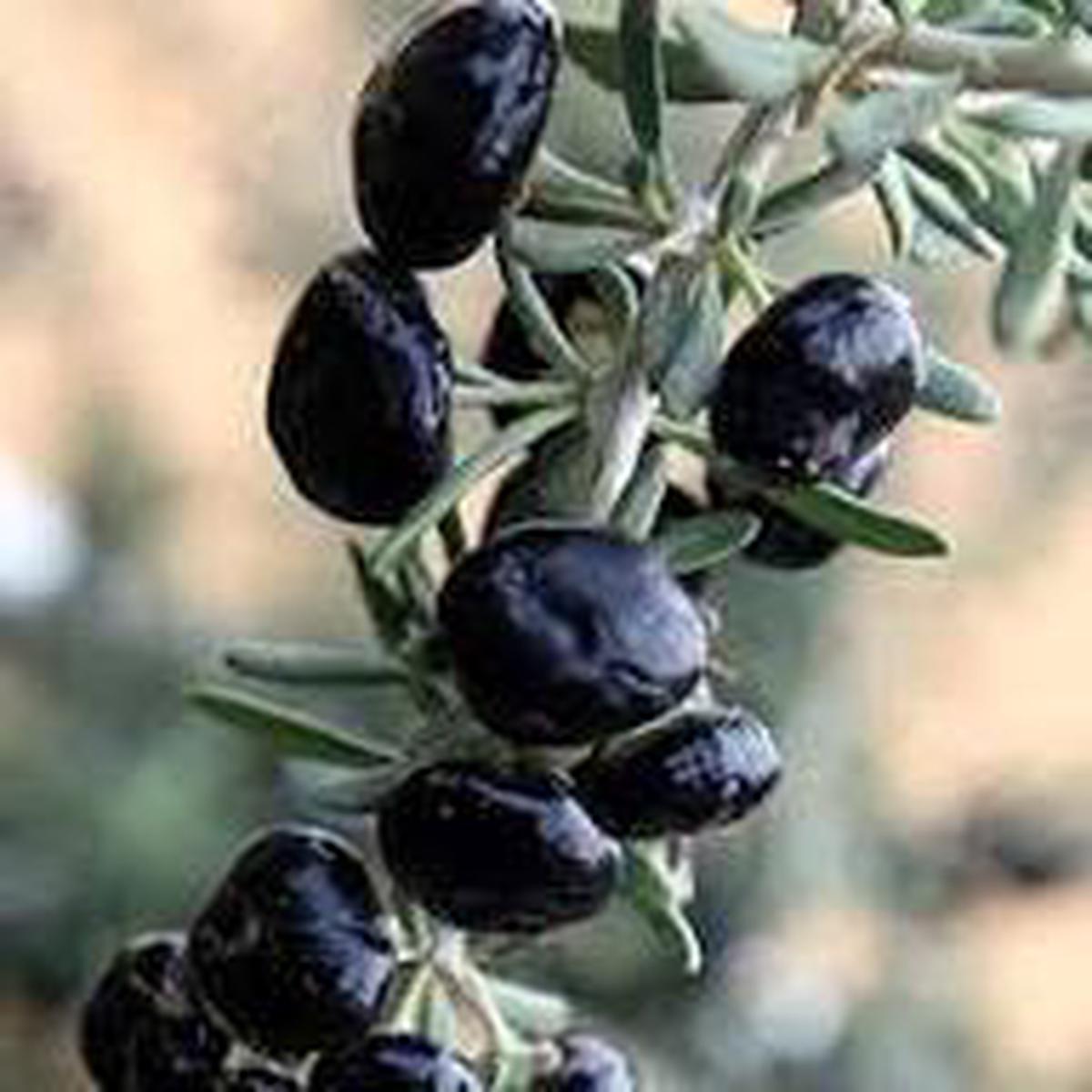 Black Goji Berry Fruit Seeds for Planting Heirloom Non-GMO High Germination Organic Garden Seeds