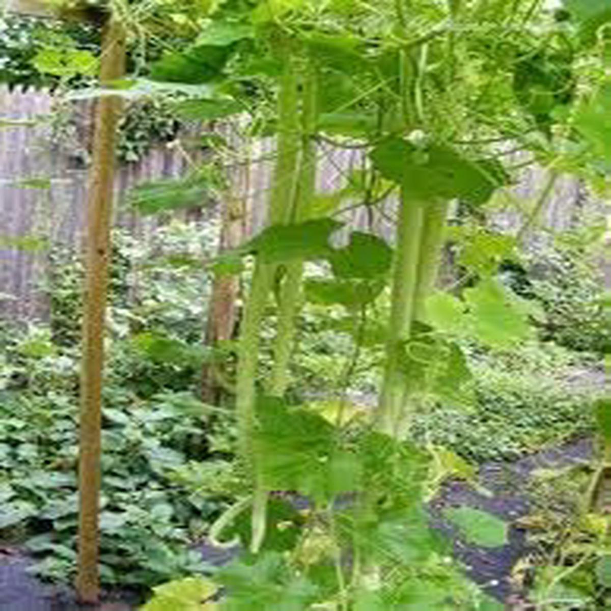 Zucchetta Vegetable Seeds for Planting Heirloom Non-GMO, High Germination Organic Garden Seeds
