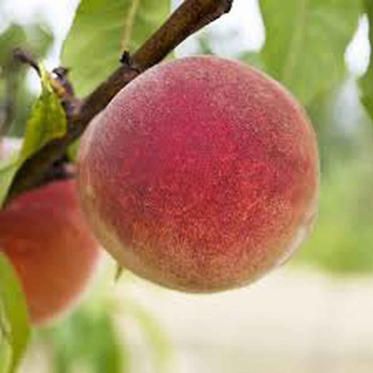 Babcock Peach Fruit Seeds for Planting  Heirloom, Non-GMO, Sweet Yellow-Red Orchard Tree Seeds
