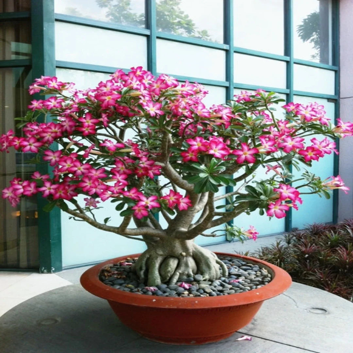 Pink White Adenium Obesum Flower Seeds for Planting Heirloom Non-GMO, High Germination Organic Garden Seeds
