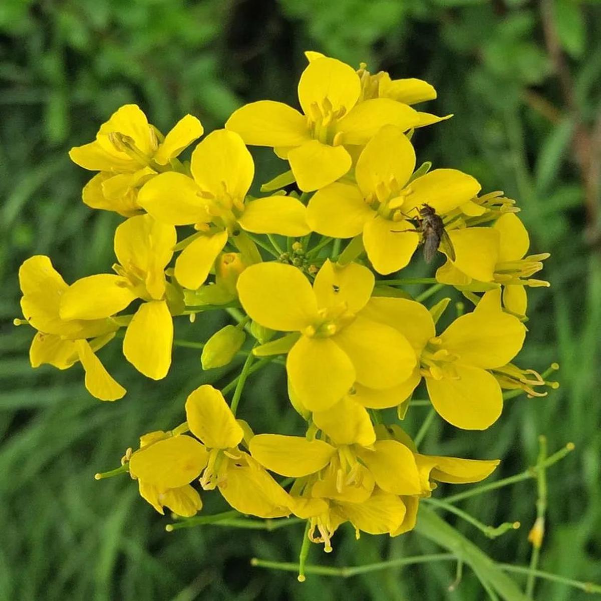 Yellow Edible Rape Flower Seeds for Planting Heirloom Non-GMO, High Germination Organic Garden Seeds
