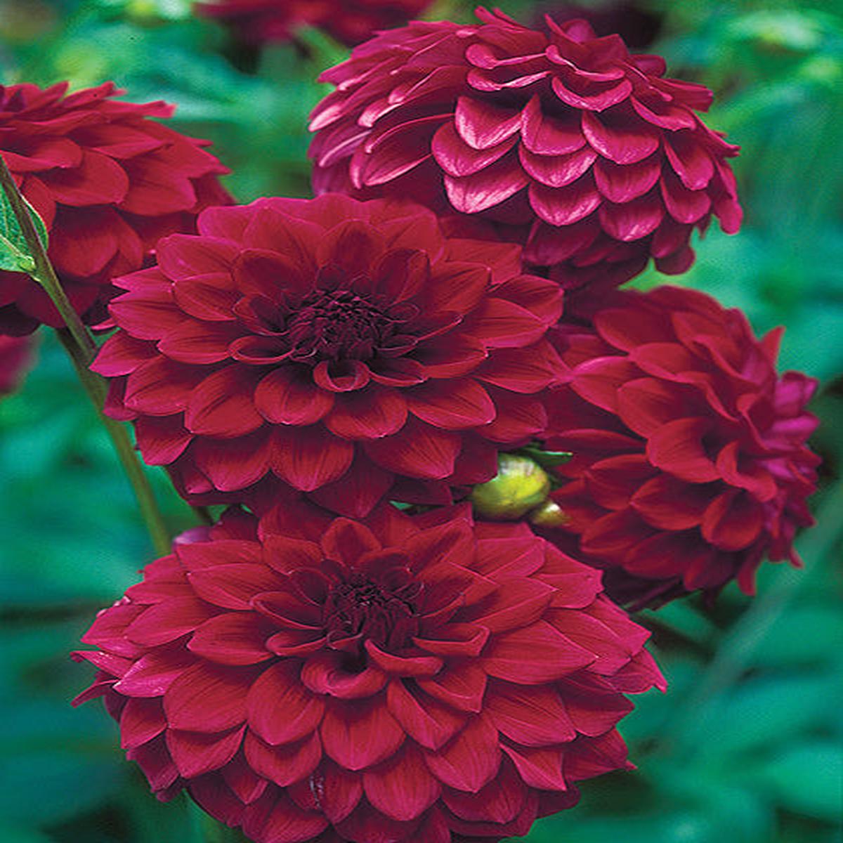 Maroon Red Dahlia Flower Seeds for Planting  Heirloom, Non-GMO, High Germination Organic Garden Seeds