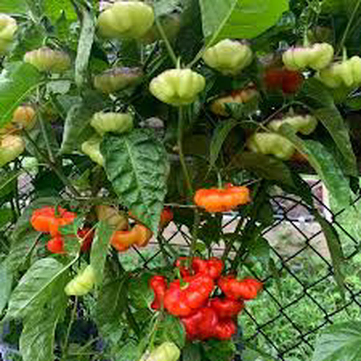 Aji Pepper Vegetable Seeds for Planting Heirloom & Non-GMO Fruity Chili Seeds for Mild Spice Gardens