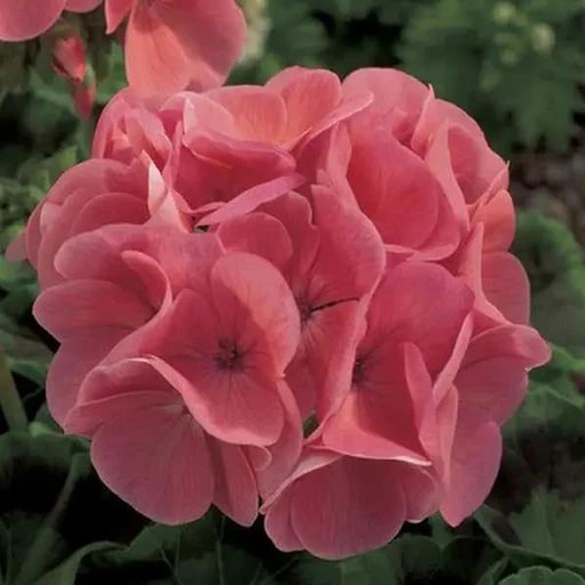 Maverick Salmon Geranium Seeds for Planting Sun Loving, Heirloom & Non-GMO Organic Garden Seeds