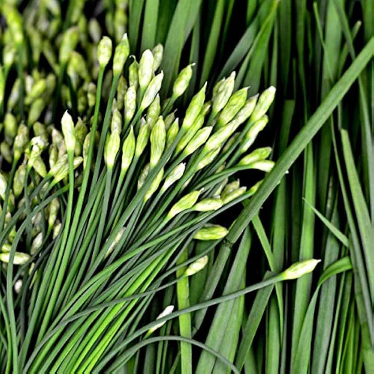 All Season Allium Green Chives Allium schoenoprasum herb seeds for kitchen garden and planting